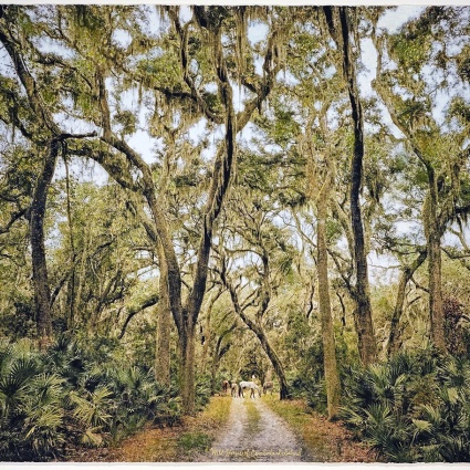 Wild Horses of Cumberland Island by Brian Taylor
