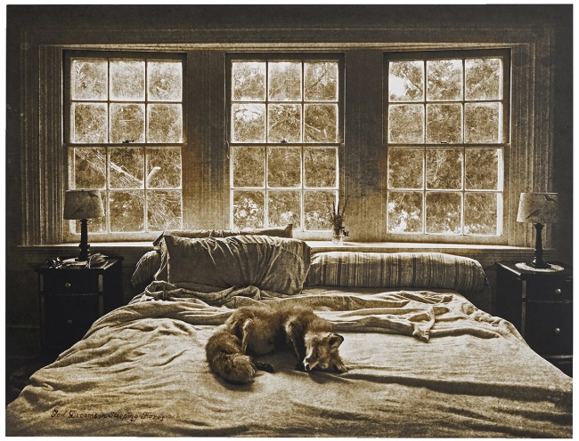 God Dreams in Sleeping Foxes by Brian Taylor